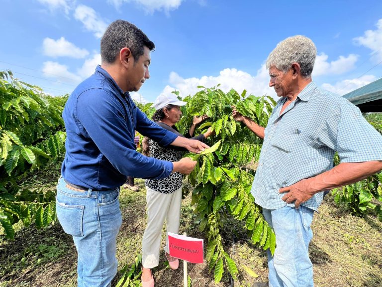 Resultados de Fertilización en el Proceso de Adaptación del Cultivo de Café Robusta