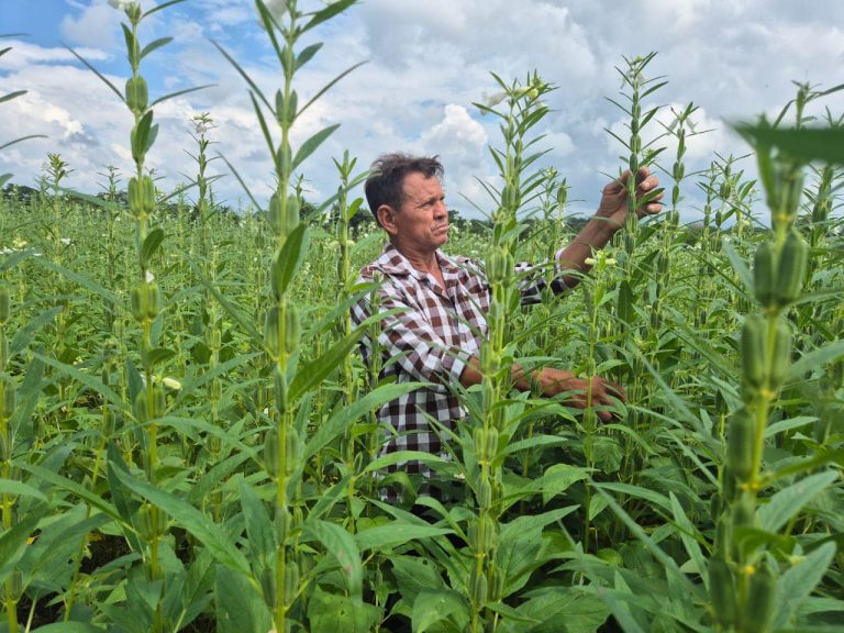 Avances del Cultivo de Ajonjolí en la Siembra de Postrera