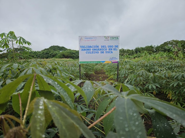 Presentación de Nueva Práctica Tecnológica de Fertilización Orgánica en el Cultivo de Yuca