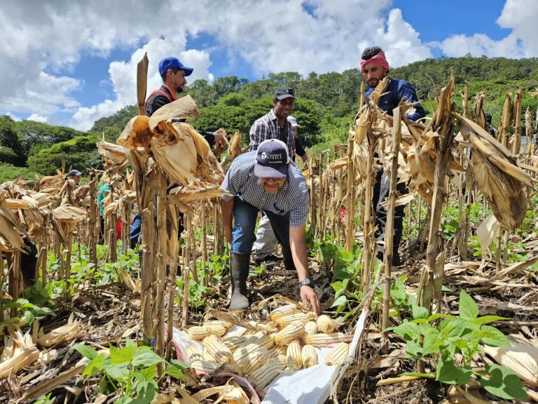 Resultados de 10 Tipos de Maíz  Adaptados a Condiciones del Corredor Seco