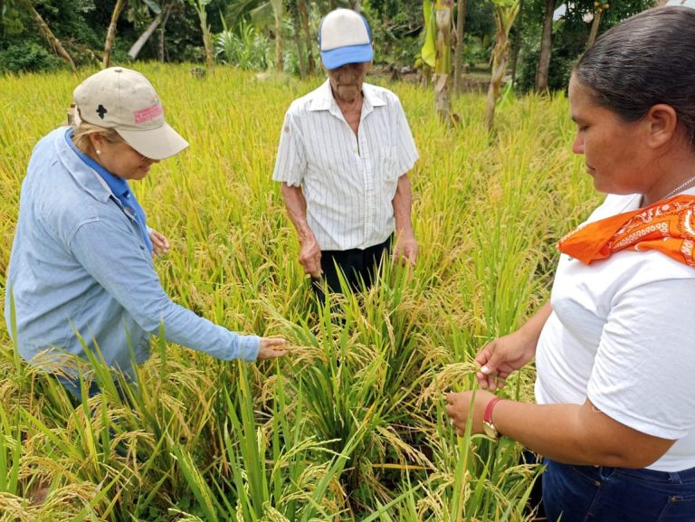 Resultados de Adaptación de Arroz de Secano en Condiciones de Trópico Húmedo