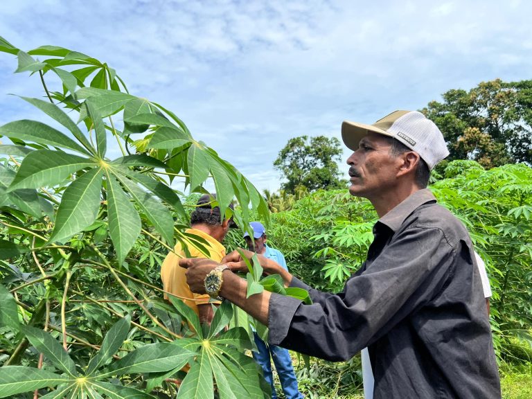 Presentación de Avances del Estudio “Adaptación de 17 variedades de yuca”
