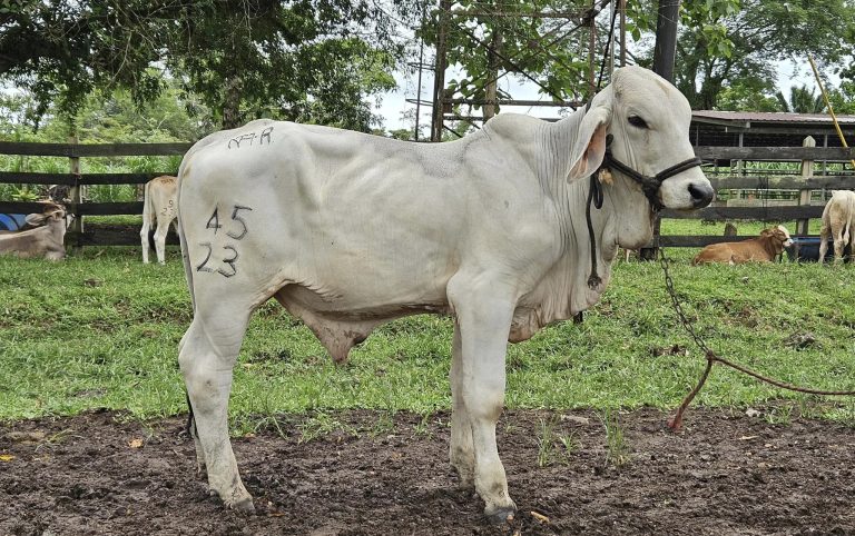 Presentación de Características Productivas y de Adaptabilidad de Razas Bovinas