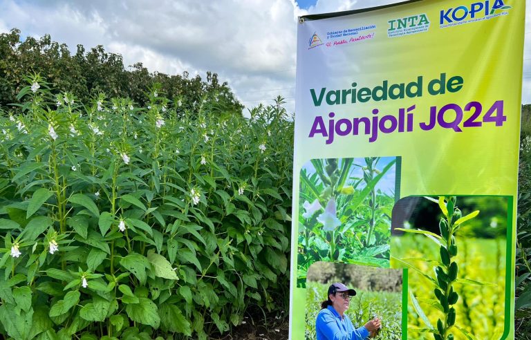 Presentación de Avances Preliminares de Validación de 4 Variedades de Ajonjolí