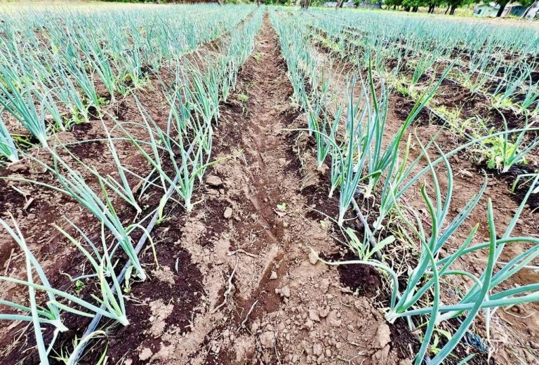 Resultados del Efecto de 2 Sustratos en el Desarrollo de Plántulas en Viveros de Cebollas