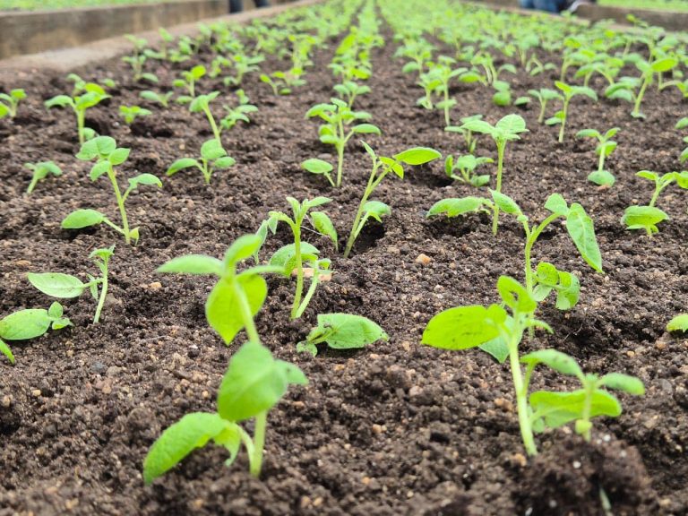 Alternativas Tecnológicas para el Control de Plagas en el Cultivo de Repollo