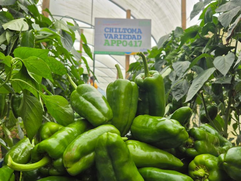 Resultados de Investigación  Nueva Variedad de Chiltoma