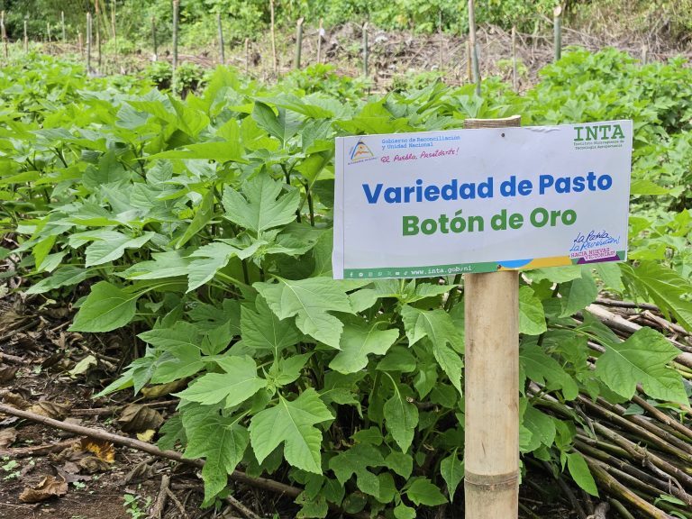 Presentación de Técnicas en la Alimentación de Ovinos y Caprinos