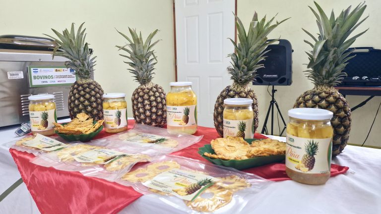 Nuevo Método de Conservación y Aprovechamiento de Piña para el Aumento de la Productividad Agroalimentaria