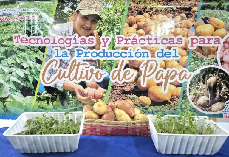 Presentación de Resultados en el Incremento de Producción de Semilla de Papa