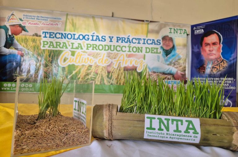 Prácticas para Incrementar la Producción de Semilla de Arroz de Riego en Matagalpa