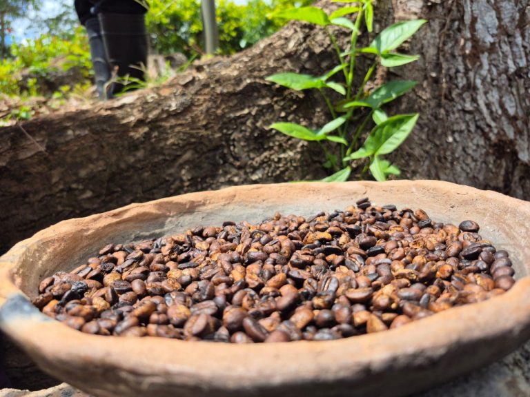 Presentación de los Tipos de Tueste para la Bebida de Cafés Especiales