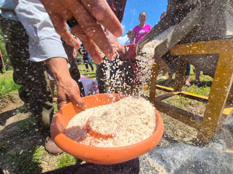 Resultados del Estudio Productivo de 2 Variedades de Arroz de Riego