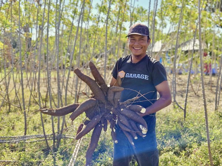 Resultados Productivos de 18 Variedades Mejoradas de Yuca Blanca y Amarilla
