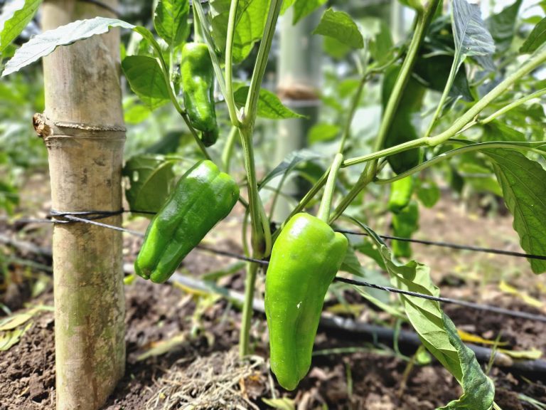 Presentación de Avances para la Generación de una Nueva Variedad de Chiltoma