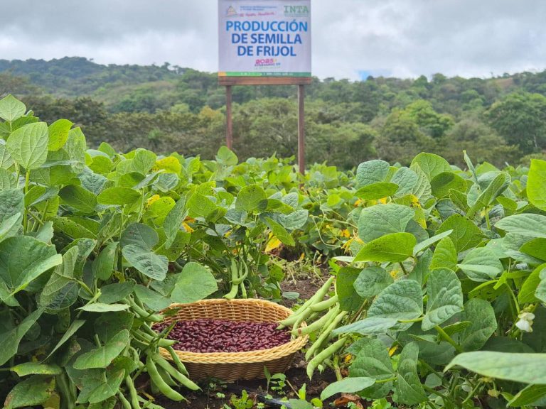 Resultados de producción de semillas de frijol en la época de verano