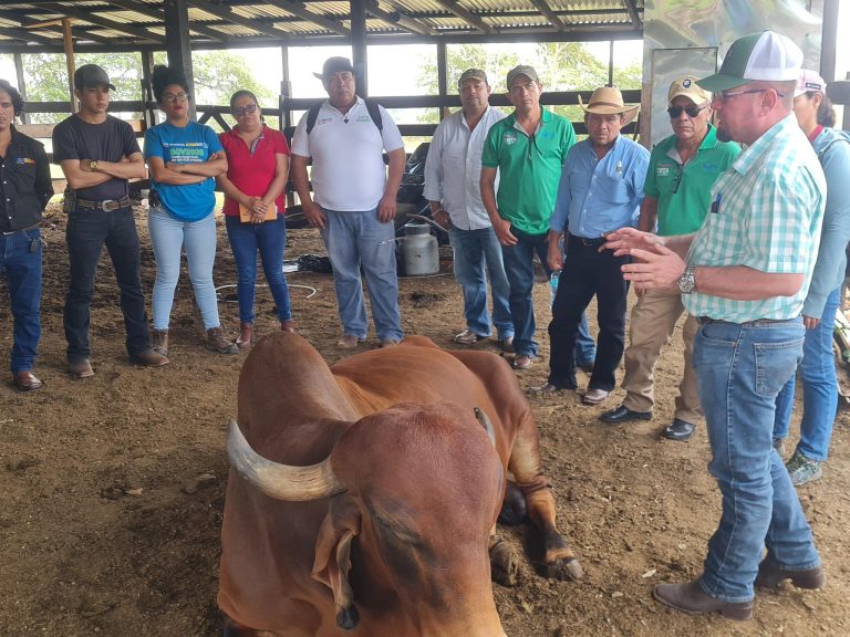 Técnicas de selección de vacas donantes de óvulos y receptoras para el trasplante de embriones