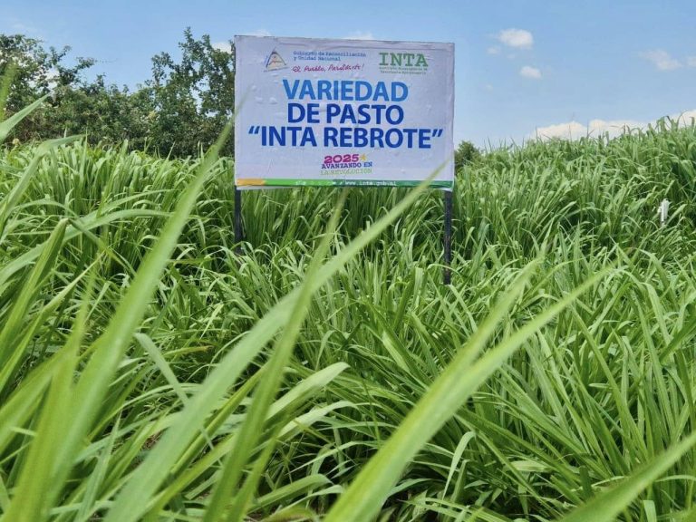 Presentación de nueva variedad de pasto “INTA Rebrote”