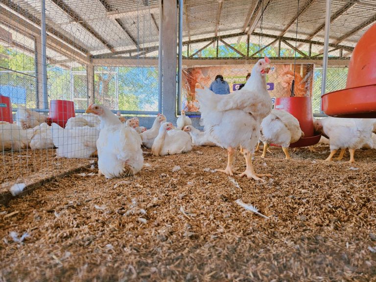 Presentación de avances de resultados de mejoramiento genético de gallinas criollas