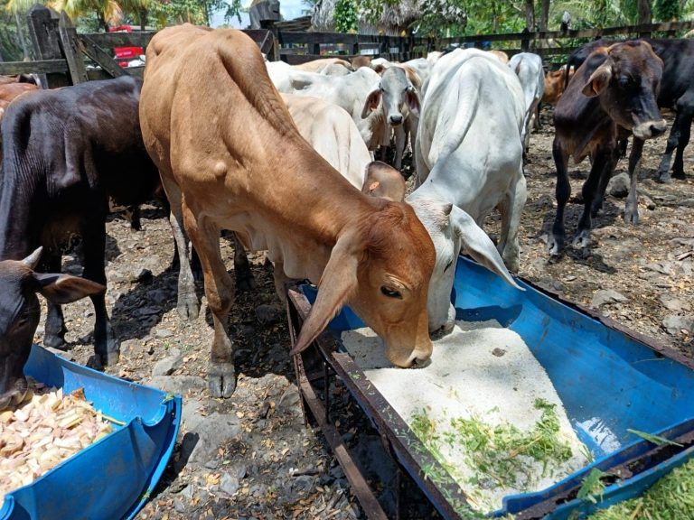 Inicio de Cursos sobre Manejo Reproductivo de Ganado Bovino