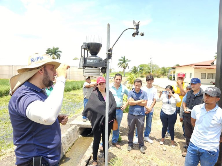 Presentación de resultados productivos de arroz de riego haciendo uso de herramientas digitales