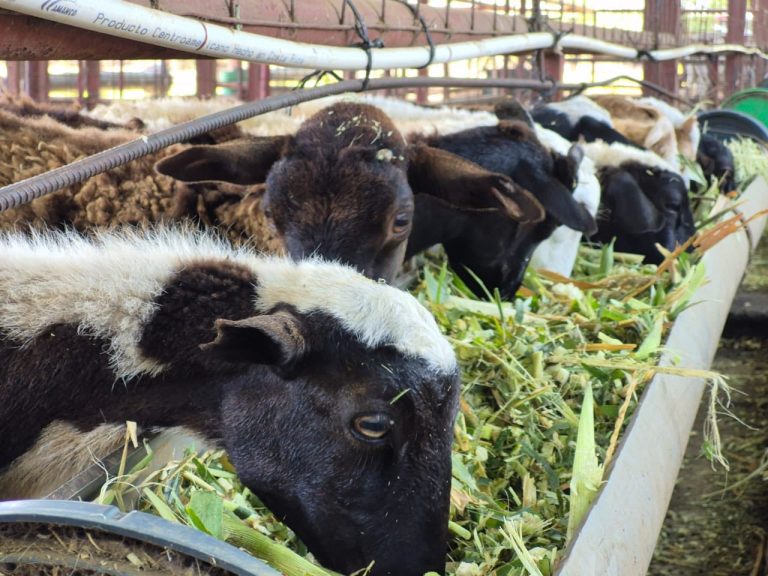 Más producción de leche y carne de ganado bovino y caprino en Nicaragua