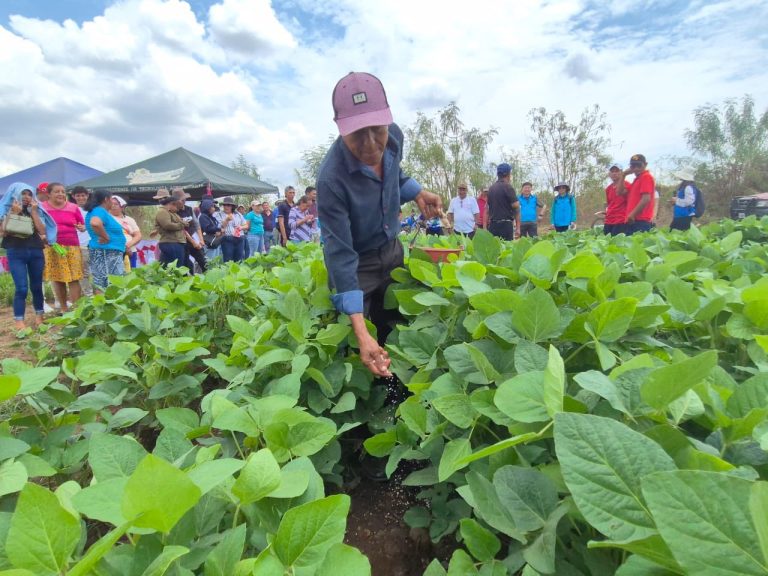 Presentación de resultados de producción en tres variedades de soya