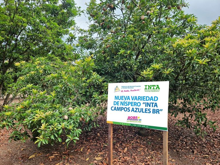 Nueva Variedad de Níspero “INTA Campos Azules BR” en Masatepe, Masaya