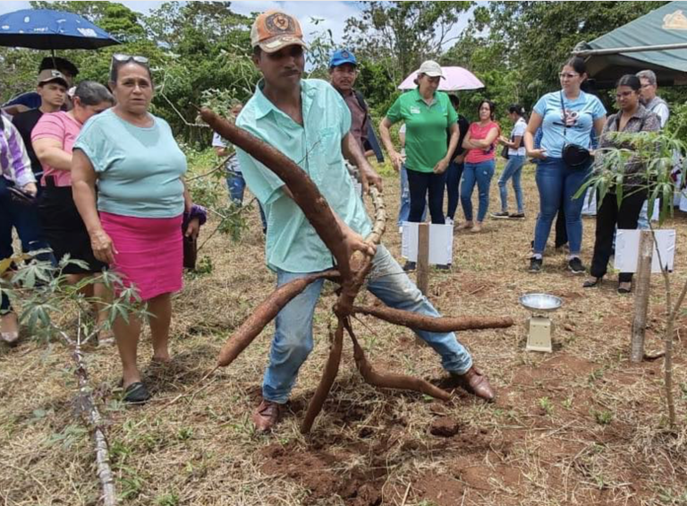 Resultados de rendimientos de 10 variedades de yuca adaptadas al trópico húmedo