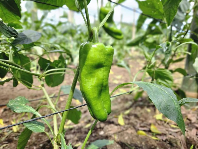 Técnicas de extracción de semilla de chiltoma para acelerar germinación