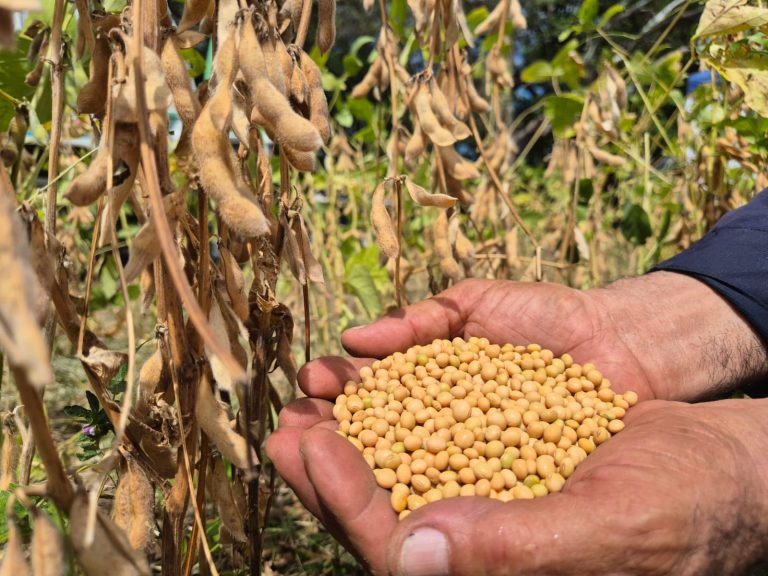 Presentación de técnicas de cosecha y post cosecha para mejorar la calidad de las semillas de soya