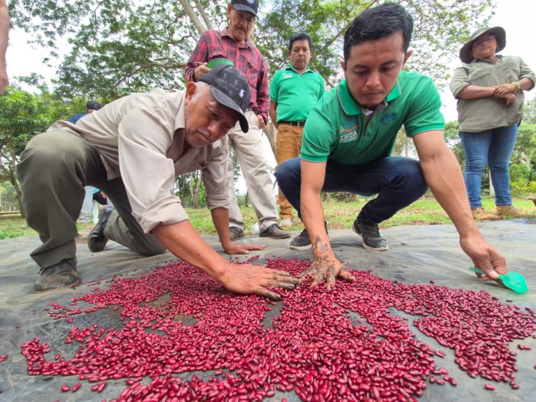Técnicas que mejoran la disponibilidad de nutrientes en el suelo en el cultivo de frijol
