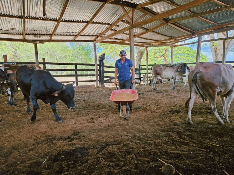 Dos nuevas prácticas para mejorar la nutrición del ganado bovino