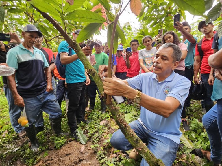 Identificación, manejo y reproducción de clones de cacao de alta calidad