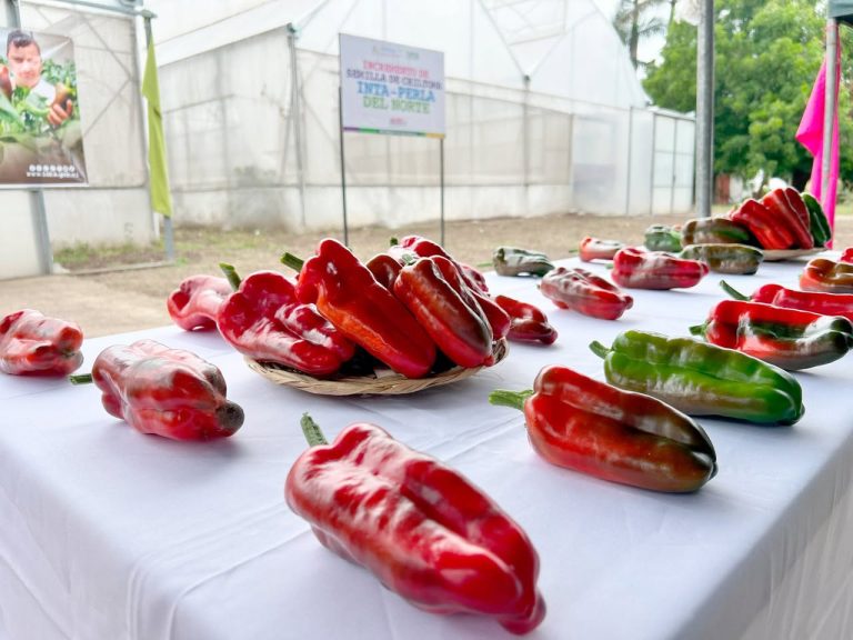 Presentación de Nueva Variedad de Chiltoma “INTA-Perla del Norte”