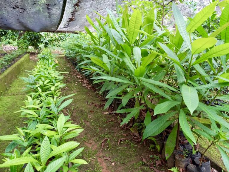 Presentación de técnicas orgánicas para la producción de plantas en viveros