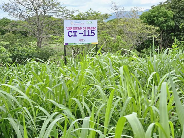 Técnicas para el establecimiento de pastos de corte y forraje para ganado bovino
