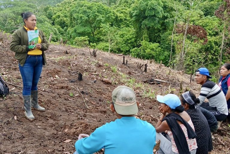 Técnicas de manejo agronómico en el cultivo de arroz de secano