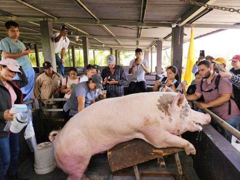 Avances tecnológicos en el mejoramiento genético, crianza y engorde de cerdos
