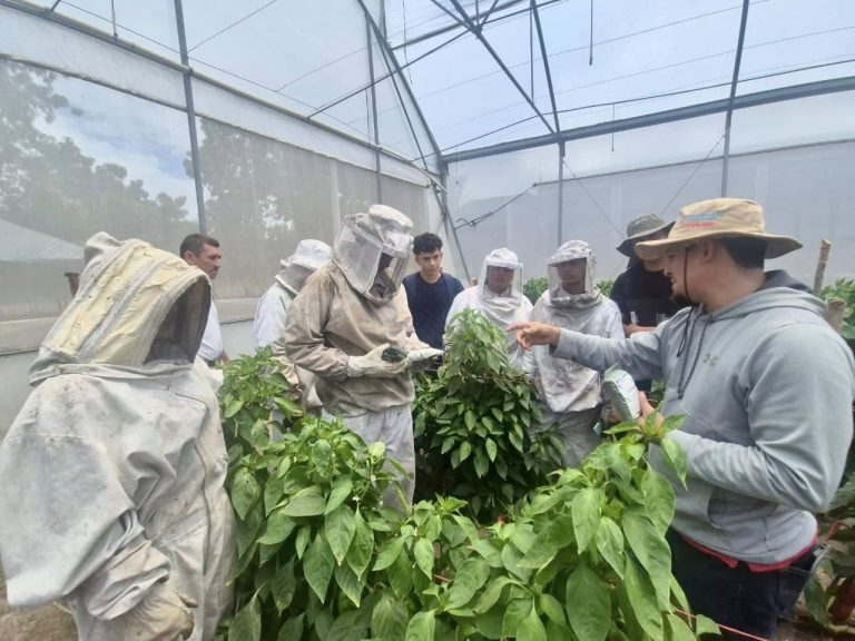 Presentación de técnica de incidencia de las abejas en cultivos de hortalizas