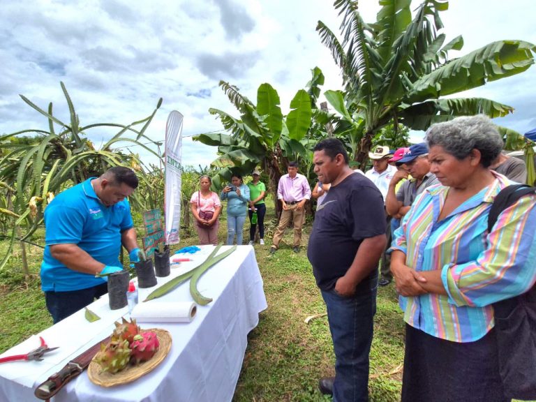 Producción y tolerancia a enfermedades en el cultivo de pitahaya