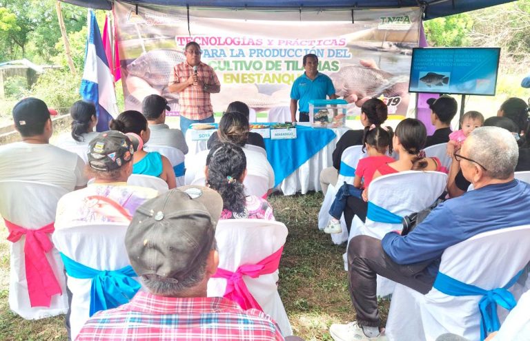 Técnicas sobre alimentación para tilapias en estanques