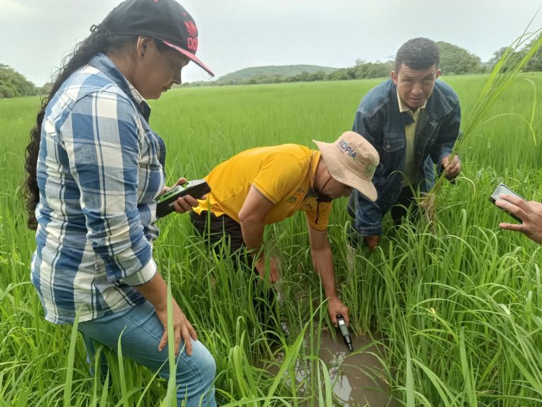 Prácticas para aumentar la producción de arroz de riego
