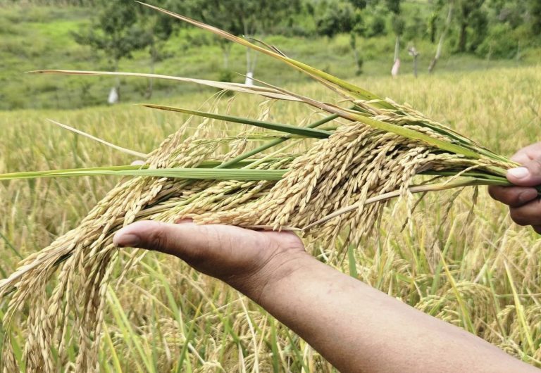 Mejoramos la producción de arroz desde el centro nacional de experimentación en Matagalpa