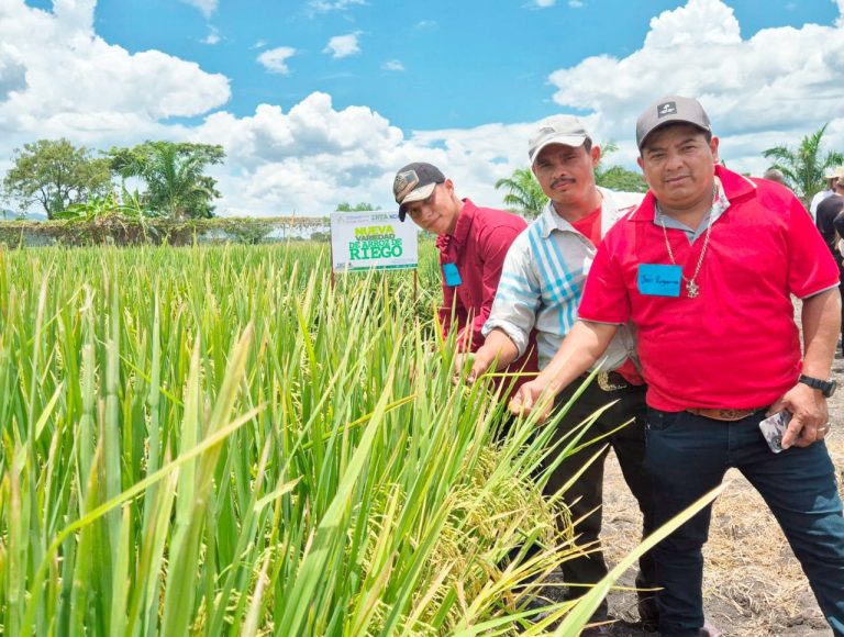 Presentación de una nueva variedad en arroz de riego en Matagalpa