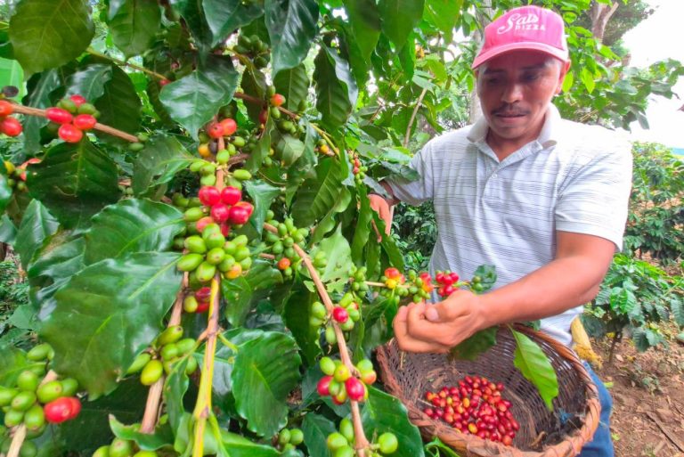 Foro regional sobre producción de semillas de café en La Dalia