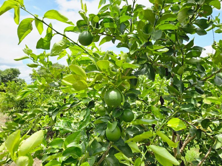 Manejo de poda en el cultivo de Limón Variedad Tahití