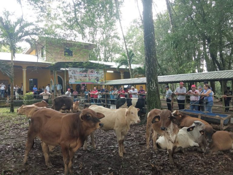 Avances del Programa de Mejoramiento Genético Bovino
