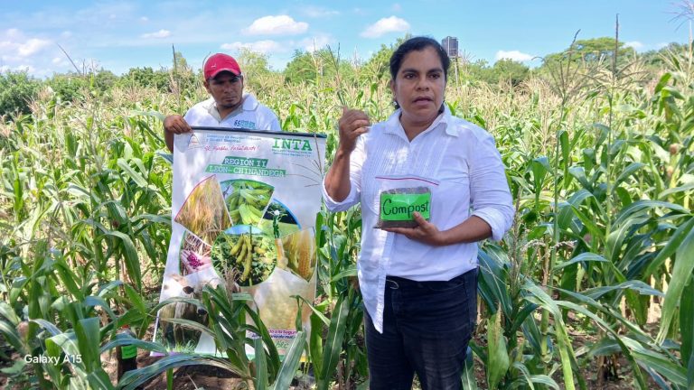 Presentación de resultados de producción en maíz con fertilizantes orgánicos