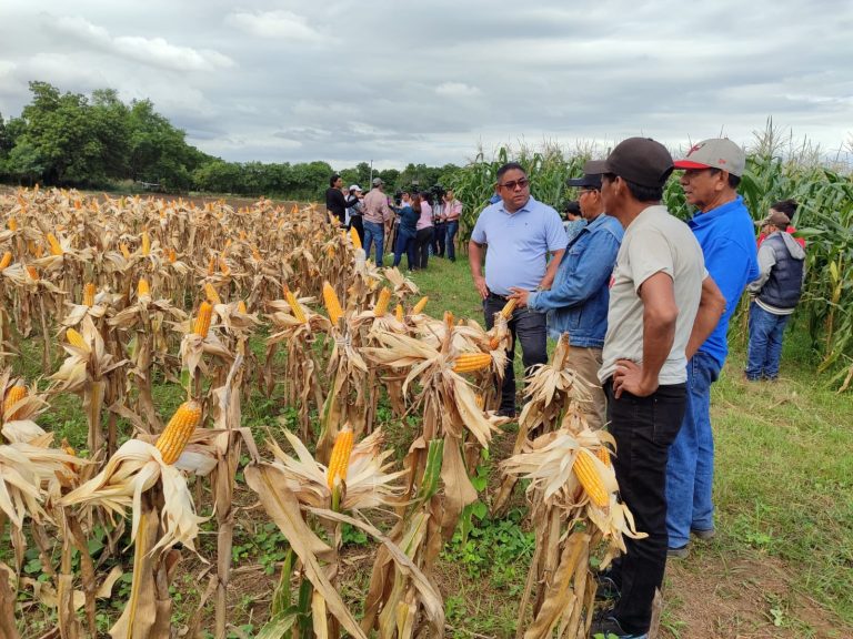 Avances en la producción de Maíz desde el CNIA, Managua